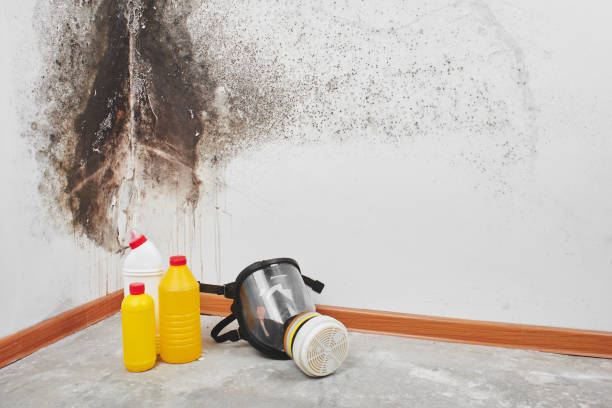Best Mold Remediation for Specific Building Types in Chlicothe, IL