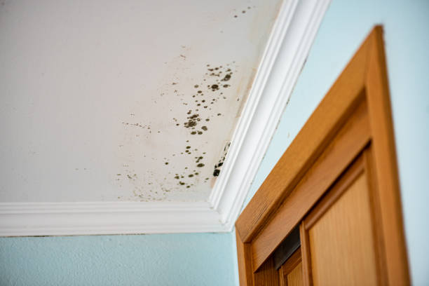 Best Post-Flood Mold Remediation in Chlicothe, IL