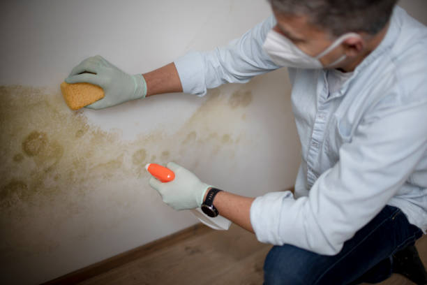 Best Health and Safety Mold Remediation in Chlicothe, IL