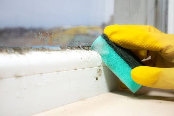 Best Black Mold Remediation in Chlicothe, IL