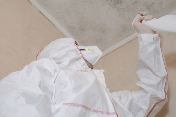Best DIY Mold Remediation Support Services in Chlicothe, IL