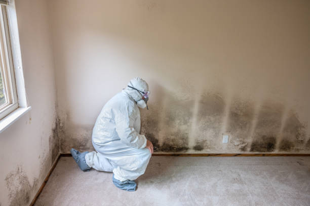 Best Basement Mold Remediation in Chlicothe, IL