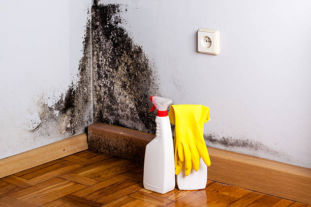 Best Mold Testing and Inspection Services in Chlicothe, IL