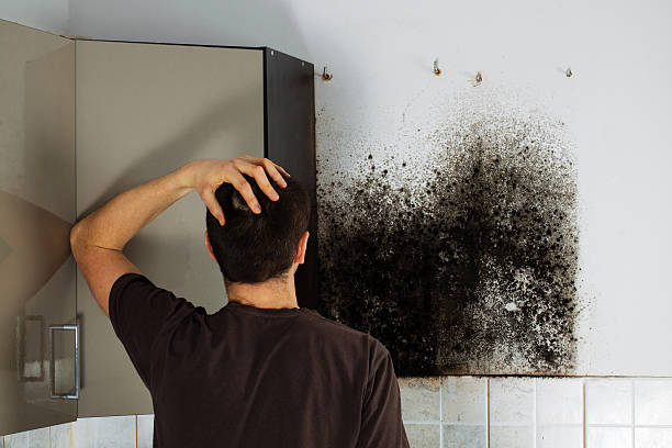 Best Commercial Mold Remediation in Chlicothe, IL